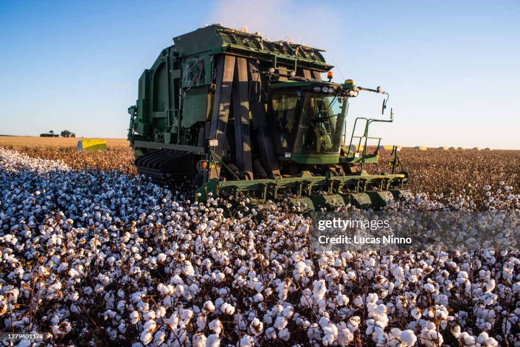 Cotton harvest