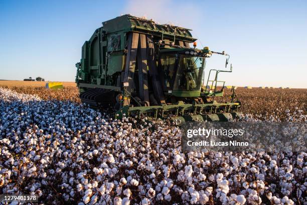 cotton harvest - cotton - fotografias e filmes do acervo