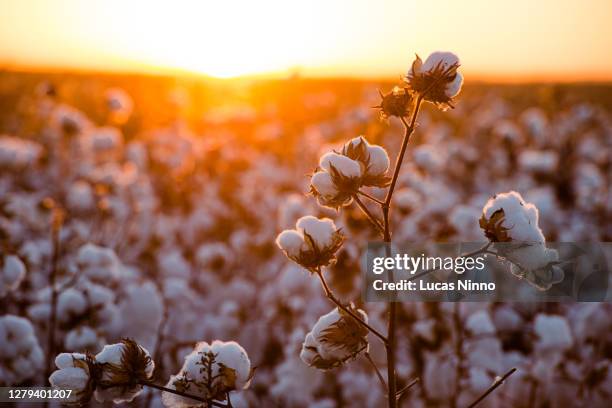 cotton plantation at sunset - cotonnier photos et images de collection
