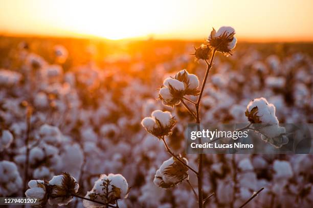 cotton plantation at sunset - 木綿 ストックフォトと画像