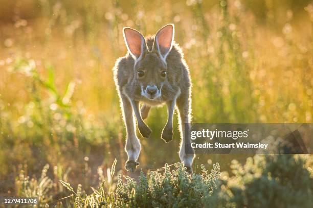 baby kangaroo - wildlife reserve stock pictures, royalty-free photos & images