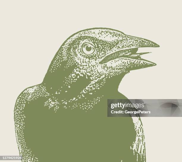 common grackle - blackbird singing stock illustrations