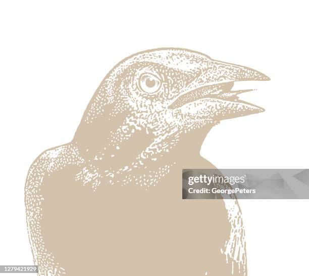 common grackle - blackbird singing stock illustrations
