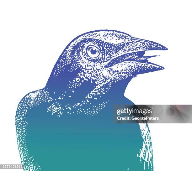 common grackle - blackbird singing stock illustrations