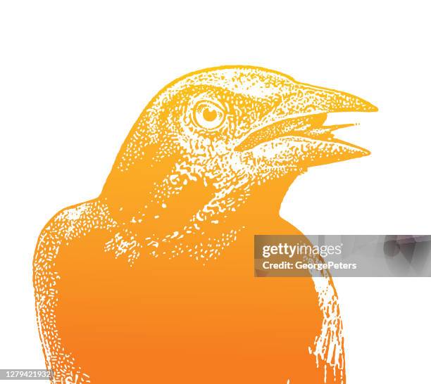 common grackle - blackbird singing stock illustrations