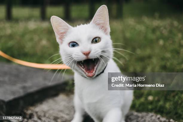 odd-eyed cat, heterochromia - albino animals stock pictures, royalty-free photos & images