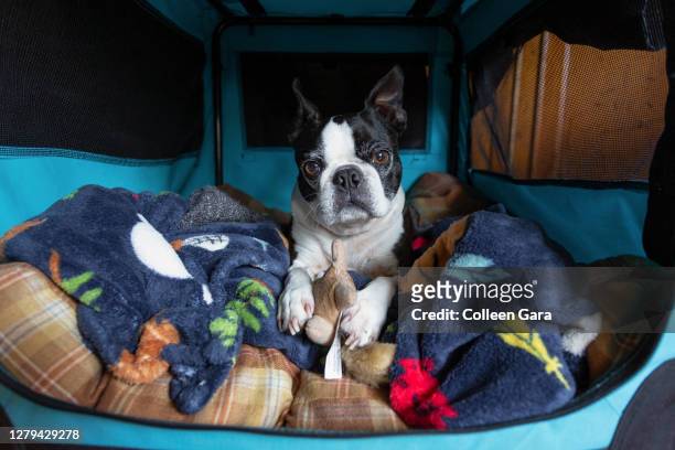boston terrier in crate - puppy crate stock pictures, royalty-free photos & images