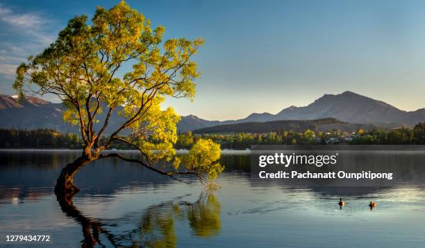 lonely tree standing in lake with two ducks swimming in lake wanaka - lake wanaka stock pictures, royalty-free photos & images