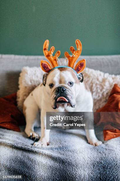 english bulldog on the sofa waring christmas antlers - reindeer horns stock pictures, royalty-free photos & images
