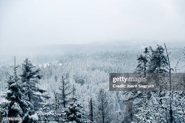 schneelandschaft im wald - weitwinkelaufnahme stockfoto's en -beelden