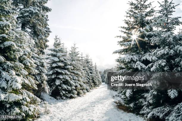 schneelandschaft im wald - weitwinkelaufnahme stockfoto's en -beelden