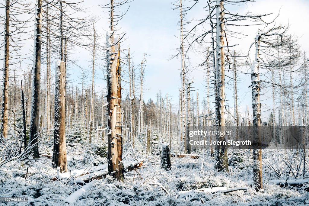 Schneelandschaft im Wald