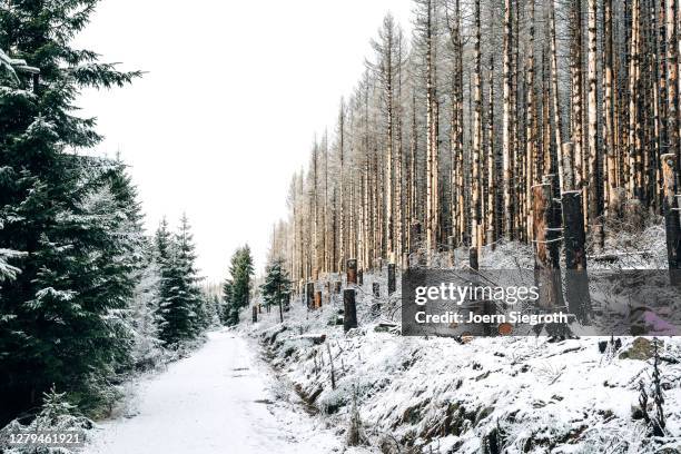 schneelandschaft im wald - in bodenhöhe 個照片及圖片檔