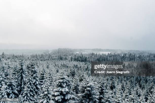 schneelandschaft im wald - weitwinkelaufnahme stockfoto's en -beelden