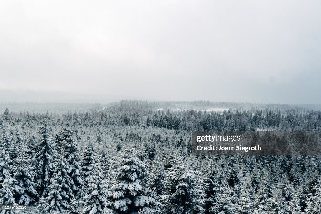 Schneelandschaft im Wald