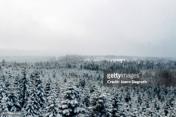 schneelandschaft im wald - in bodenhöhe stock pictures, royalty-free photos & images