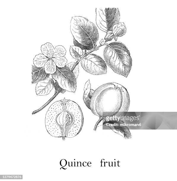 old engraved illustration of the quince fruit - quince stock pictures, royalty-free photos & images