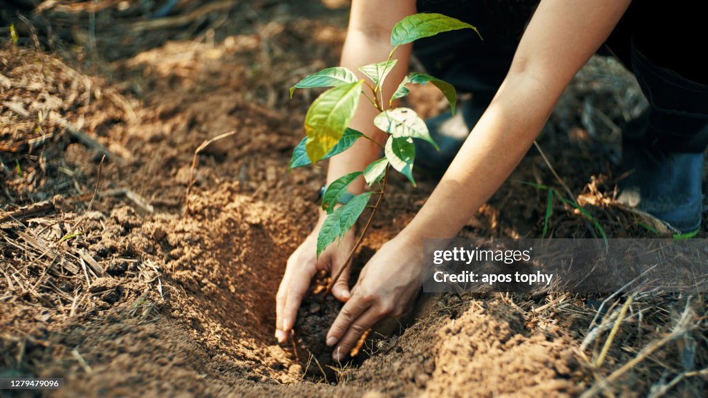 Plant for the earth