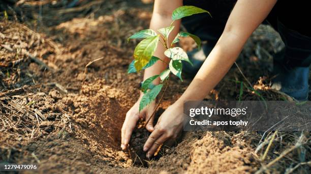 plant for the earth - trees ストックフォトと画像