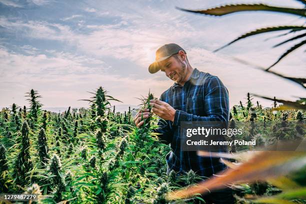 farmer inspecteert zijn volwassen kruiden cannabis planten op een cbd olie hennep marihuana farm in colorado - hemp agriculture stockfoto's en -beelden