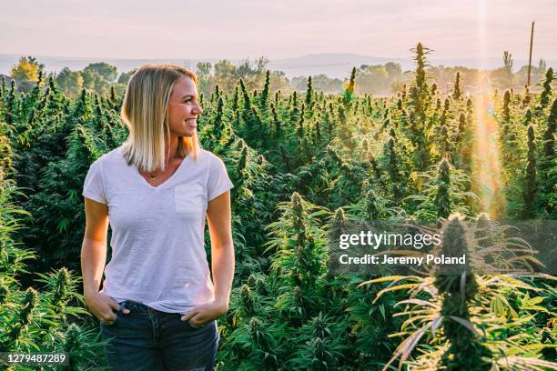 young adult female looks across a field of mature herbal cannabis plants at a cbd oil hemp marijuana farm in colorado - hemp stock pictures, royalty-free photos & images