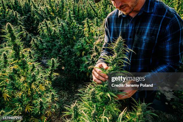 agricultor inspeciona suas plantas de maconha à base de plantas em uma fazenda de maconha de cânhamo de óleo cbd no colorado - synthetic marijuana - fotografias e filmes do acervo