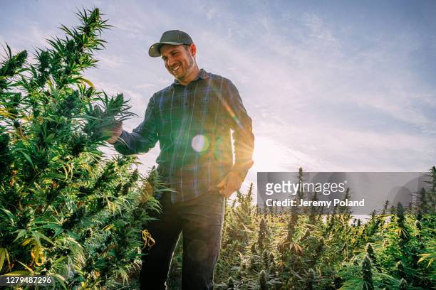 herbal cannabis plants at a cbd oil hemp marijuana farm in colorado - cannabis business stock pictures, royalty-free photos & images