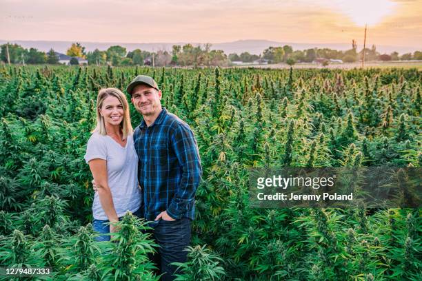 コロラド州のcbdオイル麻マリファナ農場でハーブ大麻植物の分野で一緒に立っている幸せな健康なかわいい若い大人のカップル - couple farm ストックフォトと画像