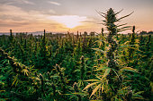 Tall Stock of a Mature Herbal Cannabis Plant Ready for Harvest at a CBD Oil Hemp Marijuana Farm in Colorado