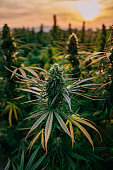 Sunset Close-Up Shot of Mature Harvest Ready Herbal Cannabis Plant Leaves at a CBD Oil Hemp Marijuana Farm in Colorado