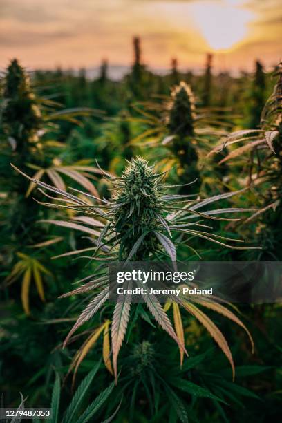 sunset close-up shot of mature harvest ready herbal cannabis plant leaves at a cbd oil hemp marijuana farm in colorado - hemp stock pictures, royalty-free photos & images