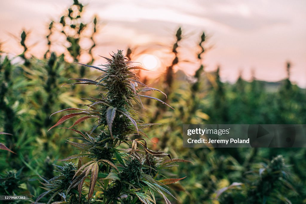 コロラド州のCBDオイル麻マリファナ農場でハーブ大麻植物のクローズアップショット