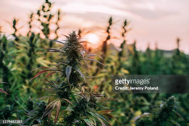 close-up shot of herbal cannabis plants at a cbd oil hemp marijuana farm in colorado - hemp stock pictures, royalty-free photos & images