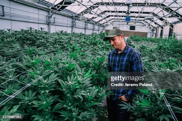 young adult male farmer standing smiling in his indoor greenhouse nursery full of herbal cannabis plants at a cbd oil hemp marijuana farm in colorado - hemp stock pictures, royalty-free photos & images