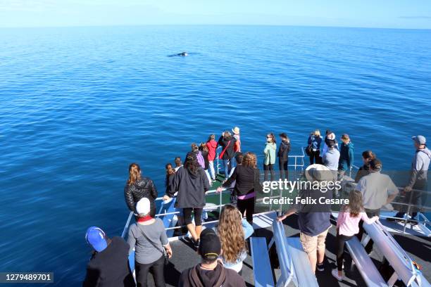 a group of people watching humpback whales from the boat in queensland australia - whale watching stock pictures, royalty-free photos & images
