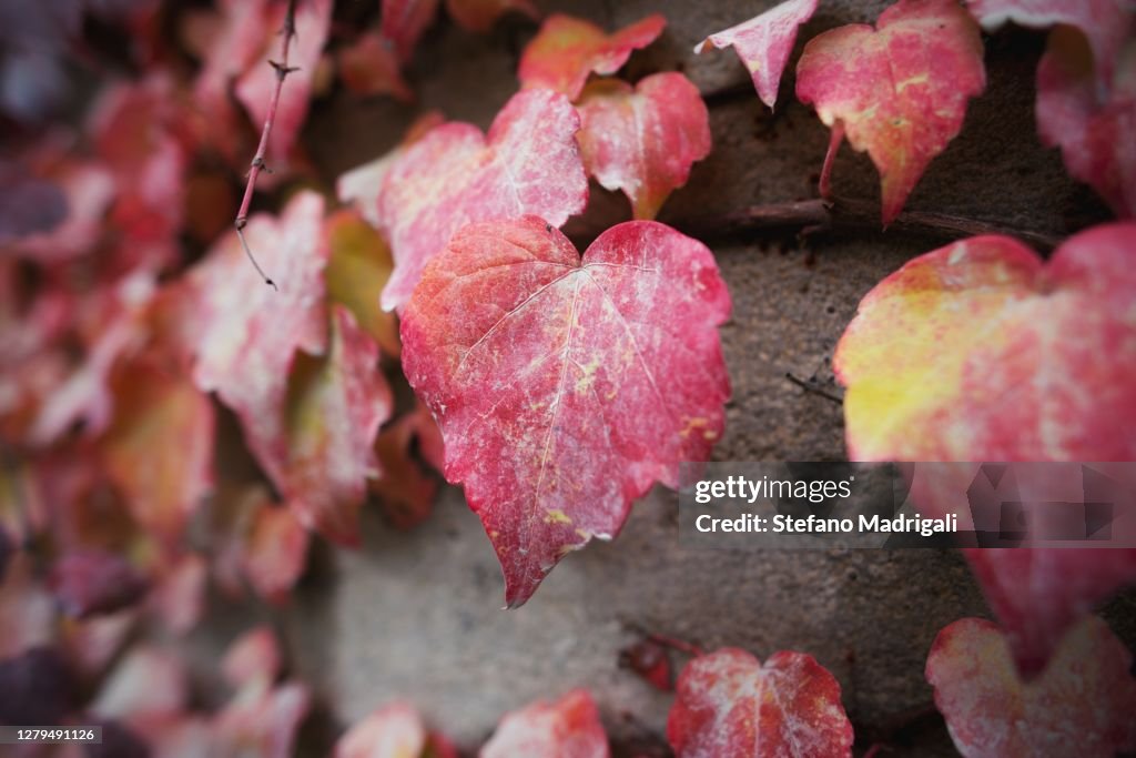 Red and yellow climbing leaves in autumn, on the wall close up