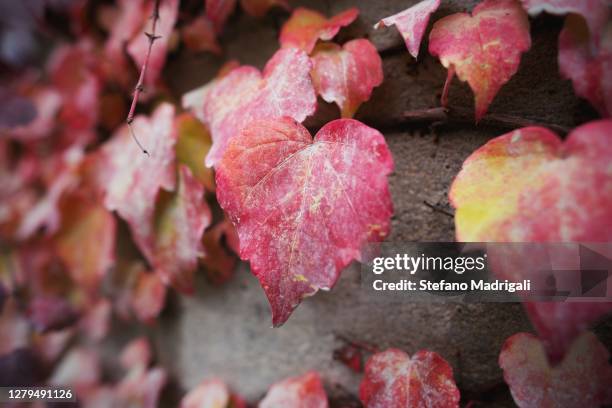 red and yellow climbing leaves in autumn, on the wall close up - toxicodendron diversilobum stock pictures, royalty-free photos & images