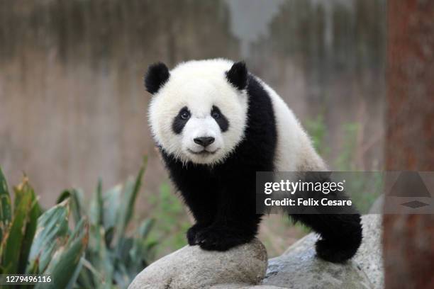 cute panda cub looking at camera - pancas stock pictures, royalty-free photos & images