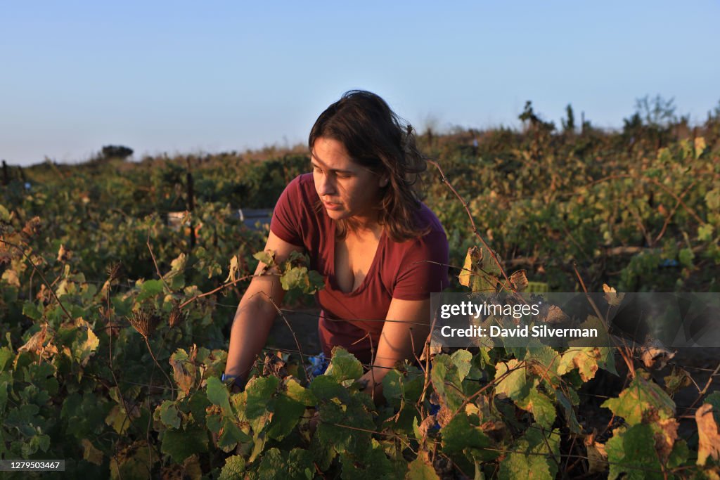 Israeli Wineries Finish Challenging 2020 Harvest Amid Coronavirus Crisis