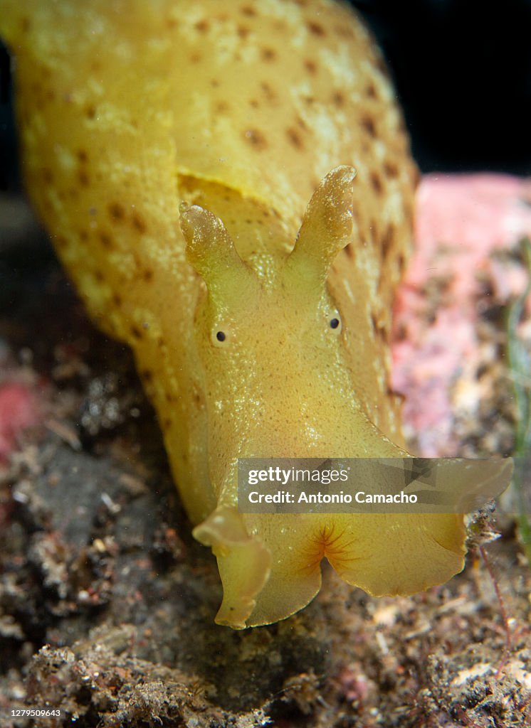 Sea hare