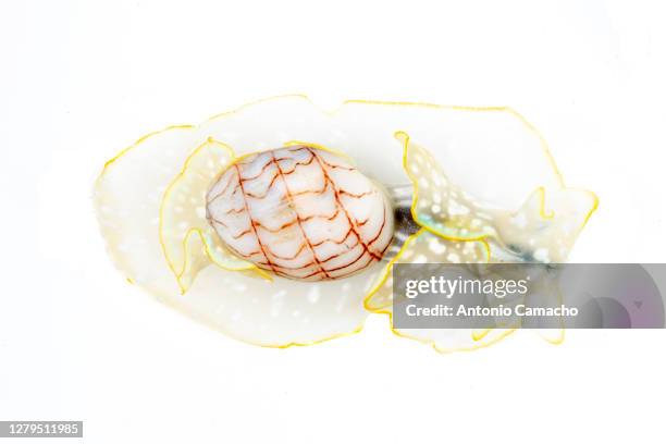 Bubble Shell Photos and Premium High Res Pictures - Getty Images