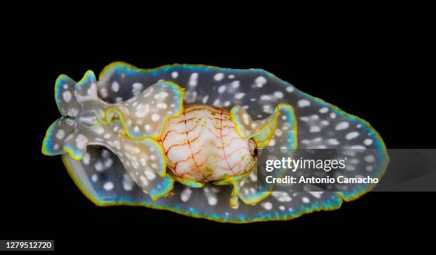 Buble Shell 31 Bubble Shell Stock Photos, High-Res Pictures, and Images - Getty Images