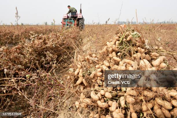 Farmer harvests peanuts with a tractor in a field at Longjiapu town on October 10, 2020 in Zhangjiakou, Hebei Province of China.