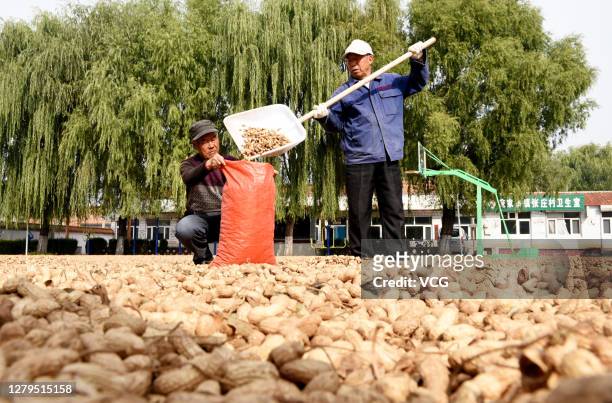Farmers work to dry peanuts at Longjiapu town on October 10, 2020 in Zhangjiakou, Hebei Province of China.