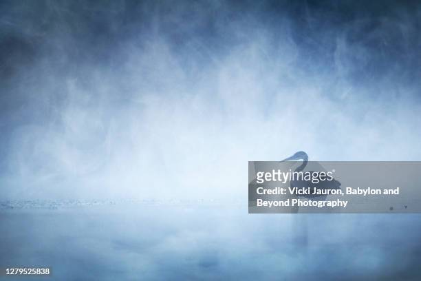 beautiful mysterious great blue heron on blue misty morning on pond in pennsylvania - nebel stock-fotos und bilder