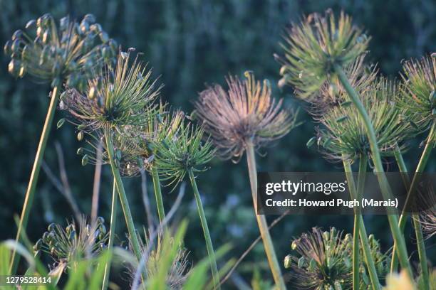 sub tropical island plants - insel st marys island stock-fotos und bilder