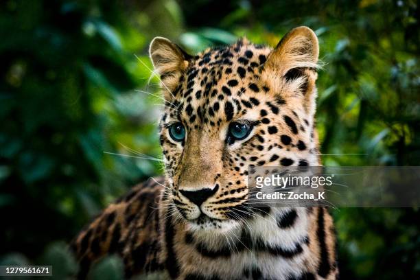 ritratto del cucciolo di leopardo dagli occhi azzurri - animals in the wild foto e immagini stock