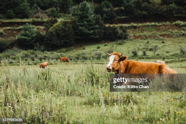 Retared Cows 2,418 Resting Cows Stock Photos, High-Res Pictures, and Images - Getty ...