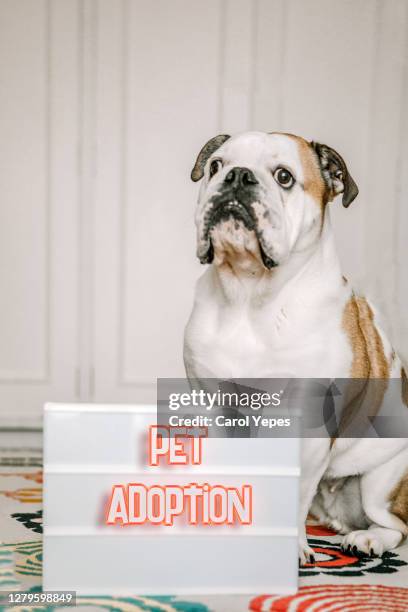 cute dog with message pet adoption - runaway dog stock pictures, royalty-free photos & images
