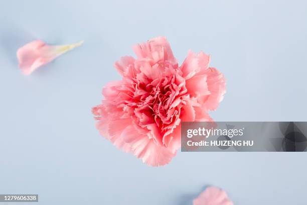 pink carnation - flower arrangement carnation ストックフォトと画像